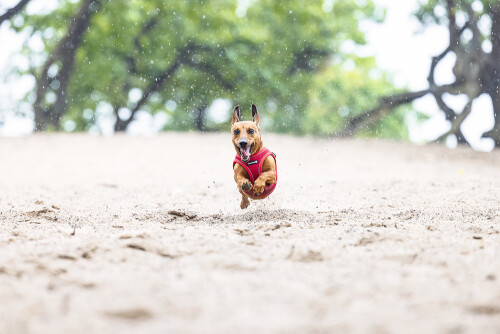 Beeztees Köpek Göğüs Tasması, Neopren, Kırmızı, XS, 30-35cm - 10