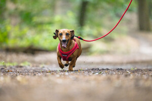 Beeztees Köpek Göğüs Tasması, Neopren, Kırmızı, XS, 30-35cm - 5