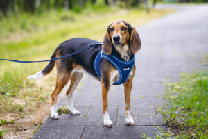 Beeztees Köpek Göğüs Tasması, Neopren, Mavi, M, 41-46cm - 7