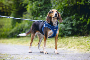 Beeztees Köpek Göğüs Tasması, Neopren, Mavi, M, 41-46cm - 5