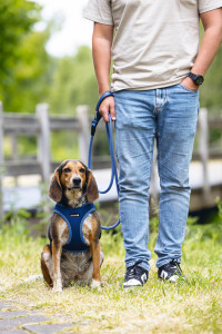 Beeztees Köpek Göğüs Tasması, Neopren, Mavi, M, 41-46cm - 6