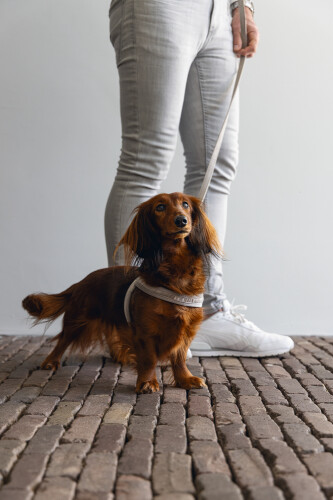 Beeztees Köpek Göğüs Tasması, Neopren, Mavi, S, 38-44cm - 3