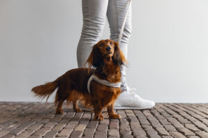 Beeztees Köpek Göğüs Tasması, Neopren, Mavi, S, 38-44cm - 4