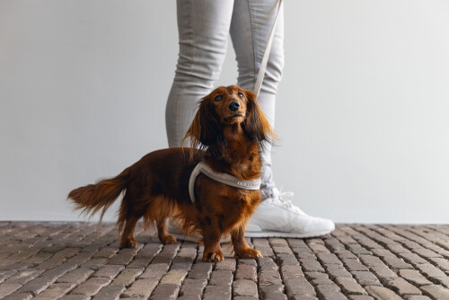 Beeztees Köpek Göğüs Tasması, Neopren, Mavi, S, 38-44cm - 4