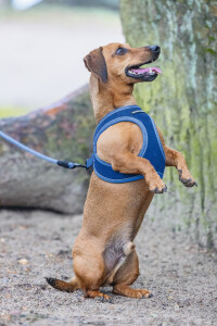 Beeztees Köpek Göğüs Tasması, Neopren, Mavi, S, 38-44cm - Beeztees