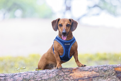 Beeztees Köpek Göğüs Tasması, Neopren, Mavi, XS, 30-35cm - 8