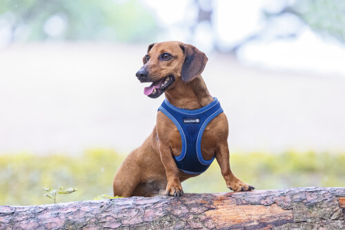 Beeztees Köpek Göğüs Tasması, Neopren, Mavi, XS, 30-35cm - 4