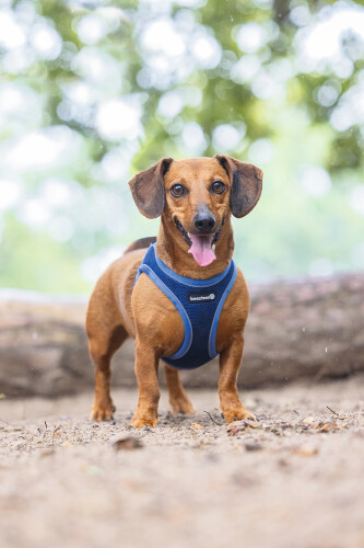 Beeztees Köpek Göğüs Tasması, Neopren, Mavi, XS, 30-35cm - 6