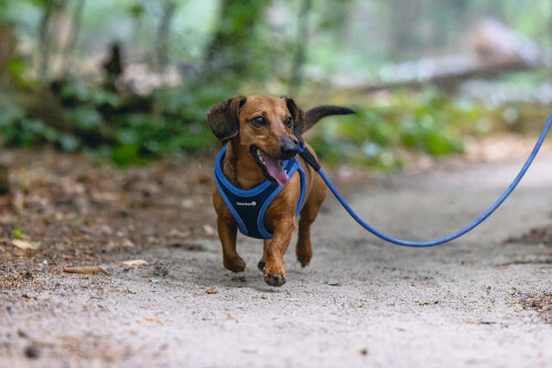 Beeztees Köpek Göğüs Tasması, Neopren, Mavi, XS, 30-35cm - 9