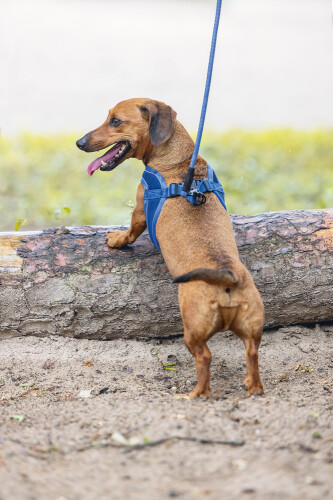 Beeztees Köpek Göğüs Tasması, Neopren, Mavi, XS, 30-35cm - 5