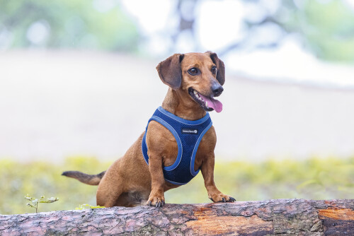 Beeztees Köpek Göğüs Tasması, Neopren, Mavi, XS, 30-35cm - 7