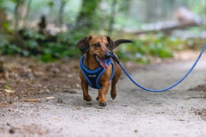 Beeztees Köpek Göğüs Tasması, Neopren, Mavi, XS, 30-35cm - 9