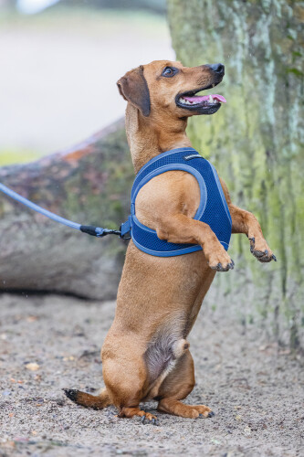 Beeztees Köpek Göğüs Tasması, Neopren, Mavi, XS, 30-35cm - 10