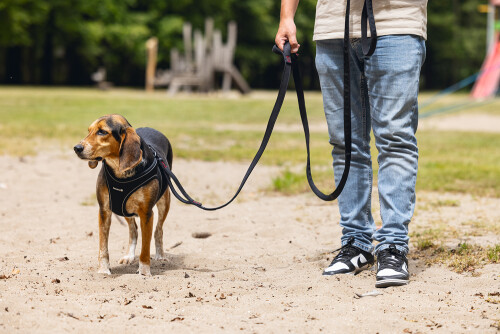 Beeztees Köpek Göğüs Tasması, Neopren, Siyah, M, 41-46cm - 5