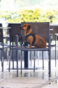 Beeztees Köpek Göğüs Tasması, Neopren, Siyah, S, 38-44cm - 6