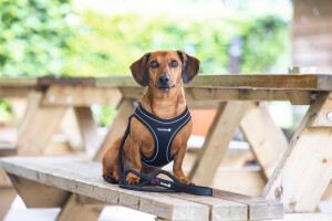 Beeztees Köpek Göğüs Tasması, Neopren, Siyah, S, 38-44cm - 4