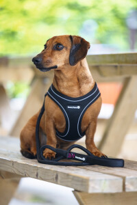 Beeztees Köpek Göğüs Tasması, Neopren, Siyah, XS, 30-35cm - 4