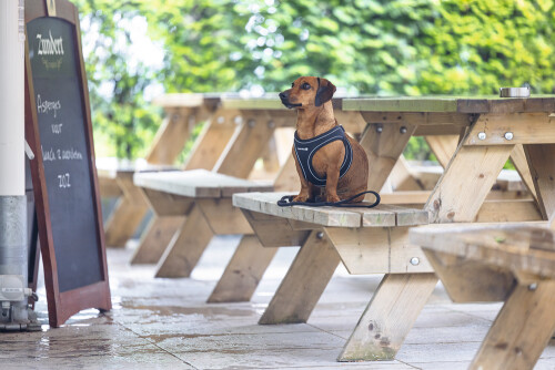 Beeztees Köpek Göğüs Tasması, Neopren, Siyah, XS, 30-35cm - 5