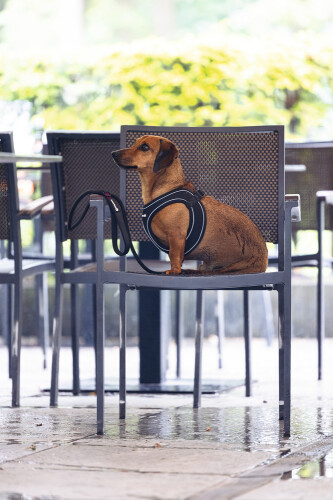 Beeztees Köpek Göğüs Tasması, Neopren, Siyah, XS, 30-35cm - 7