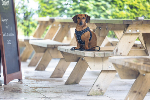 Beeztees Köpek Göğüs Tasması, Neopren, Siyah, XS, 30-35cm - 8