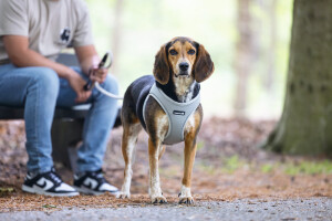 Beeztees Köpek Göğüs Tasması, Neopren,Gri, M, 41-46cm - 5