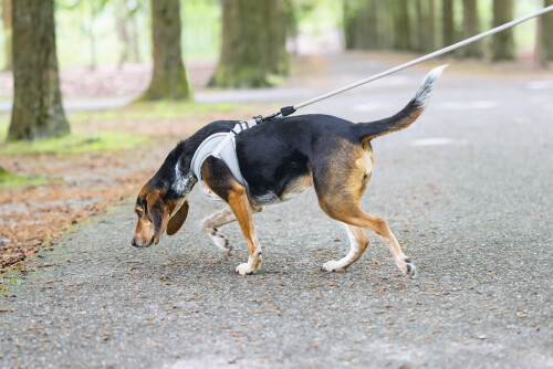 Beeztees Köpek Göğüs Tasması, Neopren,Gri, M, 41-46cm - 8