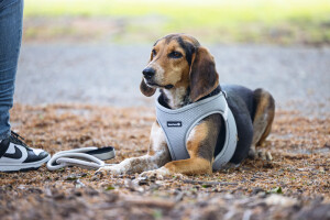 Beeztees Köpek Göğüs Tasması, Neopren,Gri, M, 41-46cm - 4