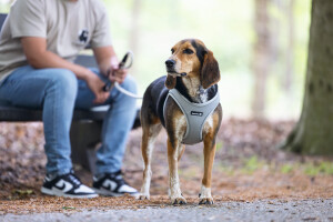 Beeztees Köpek Göğüs Tasması, Neopren,Gri, M, 41-46cm - 6