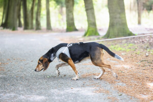 Beeztees Köpek Göğüs Tasması, Neopren,Gri, M, 41-46cm - 7