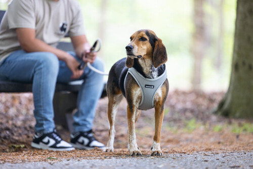 Beeztees Köpek Göğüs Tasması, Neopren,Gri, M, 41-46cm - 6