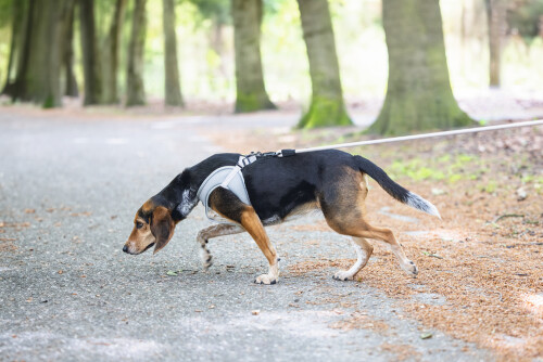 Beeztees Köpek Göğüs Tasması, Neopren,Gri, M, 41-46cm - 7