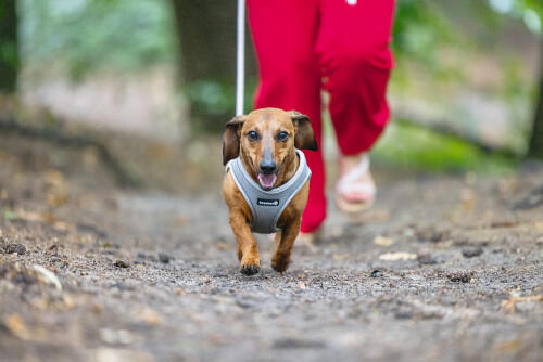 Beeztees Köpek Göğüs Tasması, Neopren, Gri, S, 38-44cm - 7