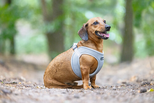 Beeztees Köpek Göğüs Tasması, Neopren, Yeşil, S, 38-44cm - 4