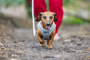 Beeztees Köpek Göğüs Tasması, Neopren, Gri, XS, 30-35cm - 7