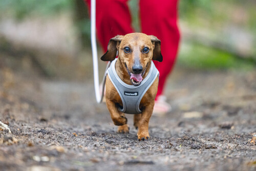 Beeztees Köpek Göğüs Tasması, Neopren, Gri, XS, 30-35cm - 7