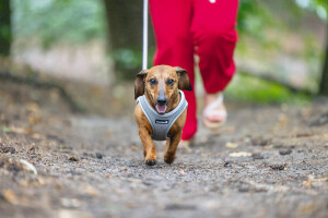 Beeztees Köpek Göğüs Tasması, Neopren, Gri, XS, 30-35cm - 8