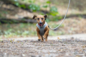 Beeztees Köpek Göğüs Tasması, Neopren, Gri, XS, 30-35cm - 6