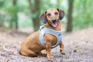 Beeztees Köpek Göğüs Tasması, Neopren, Gri, XS, 30-35cm - 4