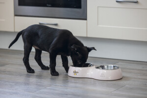 Beeztees Köpek İkili Mama ve Su Kabı, Paslanmaz Çelik, Pudra Pembe, 34x17,5cm, 2x350ml - 2