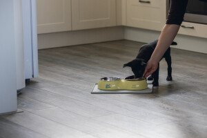 Beeztees Köpek İkili Mama ve Su Kabı, Paslanmaz Çelik, Sarı, 34x17,5cm, 2x350ml - 2