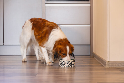 Beeztees Köpek Mama Su Kabı, Seramik, Yeşil Beyaz, 16cm, 800ml - 2