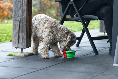 Beeztees Köpek Mama ve Su Kabı, Teleskopik, Yeşil, Silikon, 15,5cm, 750ml - 2