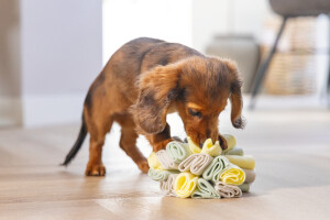 Beeztees Köpek Ödül Saklama Oyuncağı, Top, Polar, Gri/Yeşil, 13cm - 3