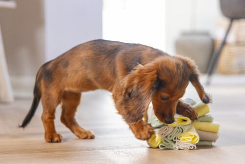 Beeztees Köpek Ödül Saklama Oyuncağı, Top, Polar, Gri/Yeşil, 13cm - 11