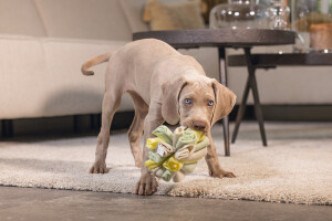 Beeztees Köpek Ödül Saklama Oyuncağı, Top, Polar, Gri/Yeşil, 13cm - 9