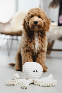 Beeztees Köpek Oyuncağı, Ahtapot, Peluş, Beyaz, 26x13x13cm - 2