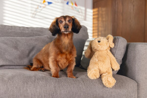 Beeztees Köpek Oyuncağı, Ayı, Peluş, Kahverengi, 41x15x13cm - 2