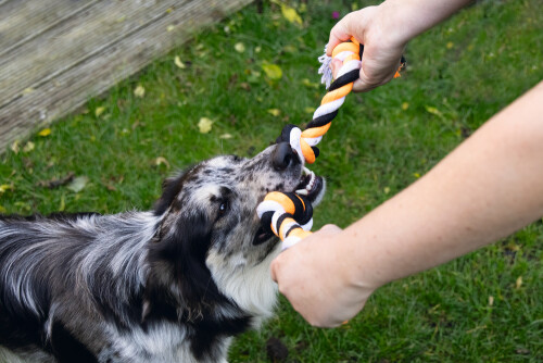 Beeztees Köpek Oyuncağı, Diş İpi, Dört Düğümlü, 40x5,5x4,55cm, 140gr - 2