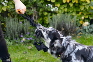 Beeztees Köpek Oyuncağı, Diş İpi, TPR Tutamaçlı, Siyah, 60x13x7cm, 390gr - 3