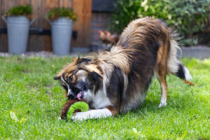 Beeztees Köpek Oyuncağı, Donut, Peluş, Çeşitli Renklerde, 12x12x5cm - 3